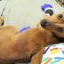 JacksonvilleHumane Society seeks home for seriously injured pup