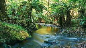 Image result for dominica