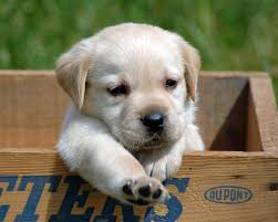 Image result for picture of puppies