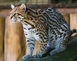 Image of ocelot
