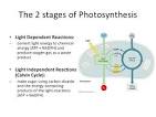 2 parts of photosynthesis <?=substr(md5('https://encrypted-tbn3.gstatic.com/images?q=tbn:ANd9GcSCR30mYdYhNbF0owHGjjmiP0RGXiKknA7nBekZbVFJdJQwpwv3LEEV3W4B'), 0, 7); ?>