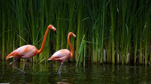 images?q=tbn:ANd9GcSCSg-R0pBLkv1dfWU5PcKL-YikWwapVAPqrR_P1C6Oklpe_h6x