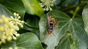 Pourquoi écraser un frelon asiatique est une très mauvaise idée et ce qu'il faut faire à la place