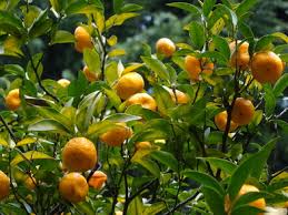 「橘」の画像検索結果