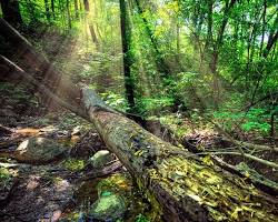 Image of Cook County Forest Preserve Chicago