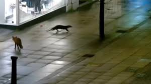 Incroyable ! Un Renard et une Loutre, Amis Pour la Vie en Pleine Ville !