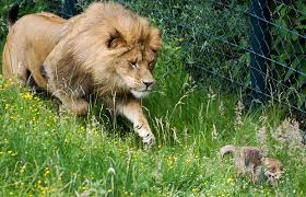 Image result for LION ESCAPE FROM ZOO
