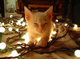 Image result for cats at christmas