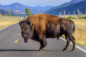 Yellowstone Bison Gores Man: Park Warns of Wildlife Dangers
