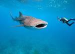 BEST PLACES TO SEE WHALE SHARKS - DIVE Magazine