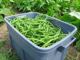 Image result for beans farming