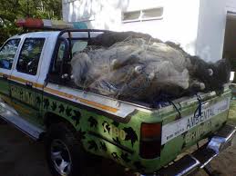 Resultado de imagem para pesca rs