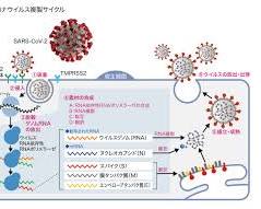 レプリコンワクチンの模式図：RNAが細胞内で増幅し、抗原タンパク質が生成される様子（細胞内のリボソームや小胞体などを詳細に描写）の画像