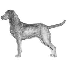 Image result for "Chesapeake bay retriever"