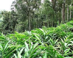 Image of Abraham's Spice Garden, Thekkady