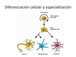 Resultado de imagen para especializacion