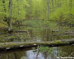 Rezerwat przyrody Pongo, Gabon