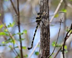 Petalura ingentissima 이미지