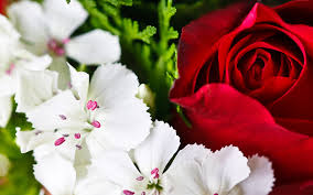 اجمل ورود عيد الحب : زهور عيد الحب : ورود تنطق بالحب جميلة Images?q=tbn:ANd9GcSD0OY0mcyi4dZyYsTJponSzDyBvKdHyIydHVVMUhrnsH6bJ_k7