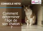 Comment connaitre l ge d un chaton? - Vido de vtrinaire - Wamiz