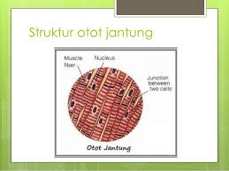 Image result for struktur otot jantung