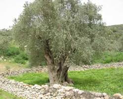 Resultado de imagen de imagenes de olivas