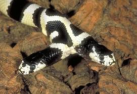 Image result for king snake