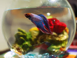 Resultado de imagem para peixe domestico