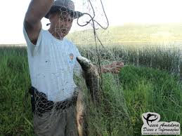 Resultado de imagem para pesca rs