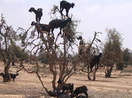 Image result for goat tree