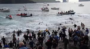 Image result for 丹麦人杀鲸鱼2015年