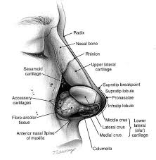 Hasil gambar untuk hidung