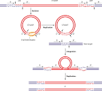 Rekombinase 