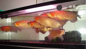 Image result for arowana fish