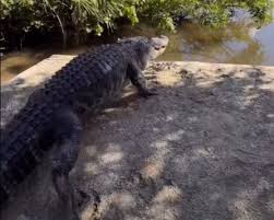 Big alligator rescued from I-Drive is moved to Gatorland, named Mr. Worldwide
