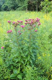 Image result for ironweed plant