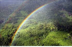 Картинки по запросу ліси