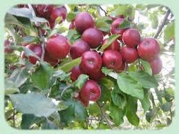 Diafenthiuron İN AGRİCULTURE ile ilgili görsel sonucu