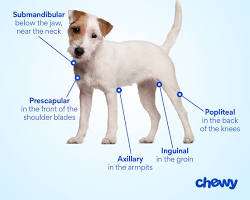 Image de Prescapular lymph nodes in dogs