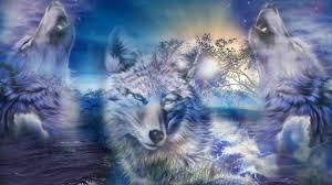 Image result for wolf pics