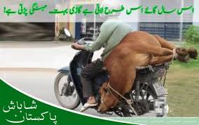 Image result for bakra eid funny images