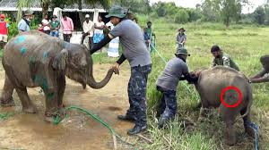 The innocent baby elephant that lost his way and stranded ...