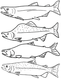 fish coloring pages ile ilgili görsel sonucu