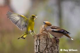 Hasil gambar untuk European greenfinch