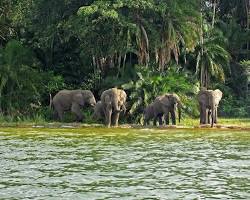 Image of Rubondo Island rainforest Tanzania