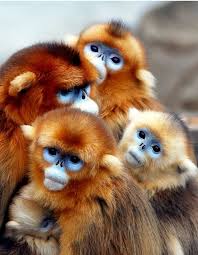 Image result for MONKEYS