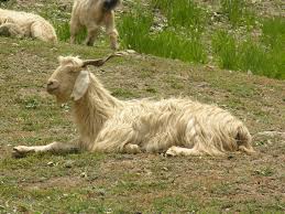 Image result for goat