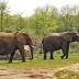 NashvilleZoo to relocate Elephants by November
