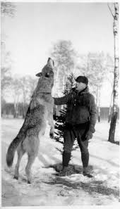 The Miracle of Wolves: A Man’s Survival Story in the Wilderness – New ...