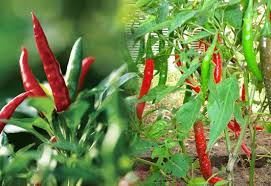 Kết quả hình ảnh cho bệnh thán thư trên ớt